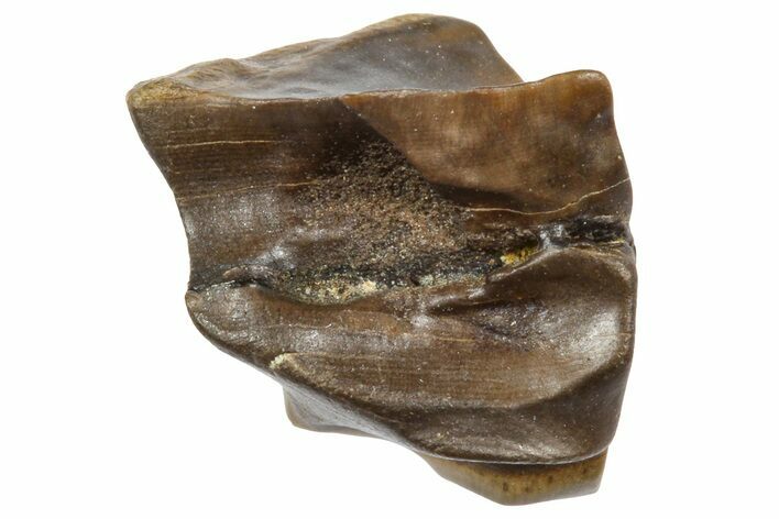 Fossil Triceratops Shed Tooth - Wyoming #364316